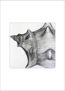4 Shell Notecards, made from The Shell Series, an original set of charcoal drawings