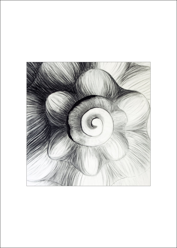 4 Shell Notecards, made from The Shell Series, an original set of charcoal drawings