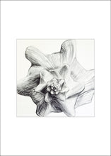 Load image into Gallery viewer, 4 Shell Notecards, made from The Shell Series, an original set of charcoal drawings
