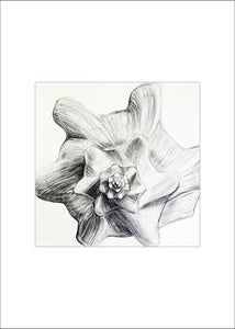 4 Shell Notecards, made from The Shell Series, an original set of charcoal drawings