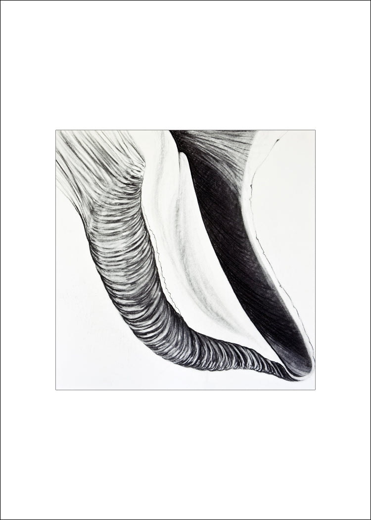 4 Shell Notecards, made from The Shell Series, an original set of charcoal drawings
