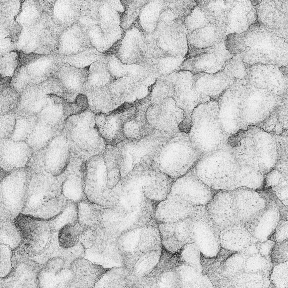 limited edition print of the texture series, a set hyperrealistic graphite drawings by Jane Nicolo